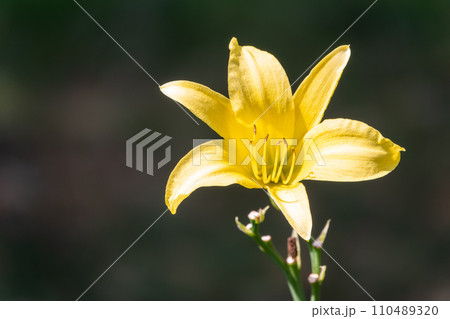 A yellow daylily flower, latin name Hemerocallis lilioasphodelus, at sunset. It is also known as the lemon daylily. 110489320