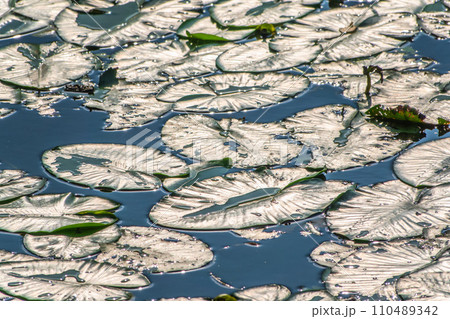 Yellow water lily flower, Nuphar lutea, blooming yellow among the green leaves on the water of the lake 110489342