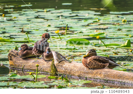 A group of tufted ducks and mallard duck in the wild A group of tufted ducks and mallard duck in the wild 110489343
