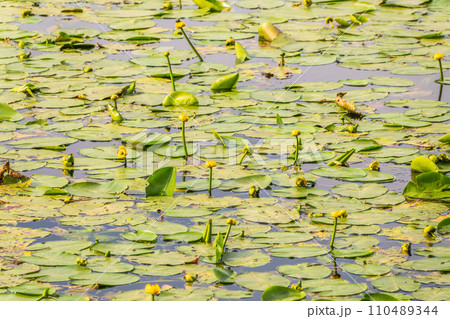Yellow water lily flower, Nuphar lutea, blooming yellow among the green leaves on the water of the lake 110489344