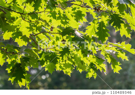 Branches of the northern red oak with green serrated leaves, summer background 110489346