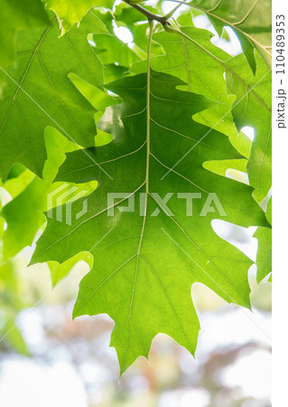 Branches of the northern red oak with green serrated leaves, summer background Branches of the northern red oak with green serrated leaves, summer background 110489353
