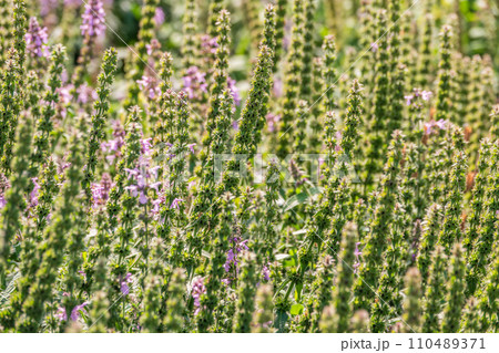 Close up of stachys officinalis, Betonica officinalis foliage. 110489371