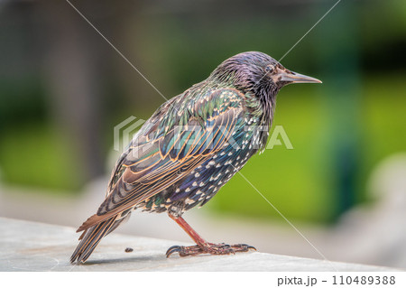 The common starling or Sturnus vulgaris or the European starling. Sitting on the fence in the garden in springtime. 110489388