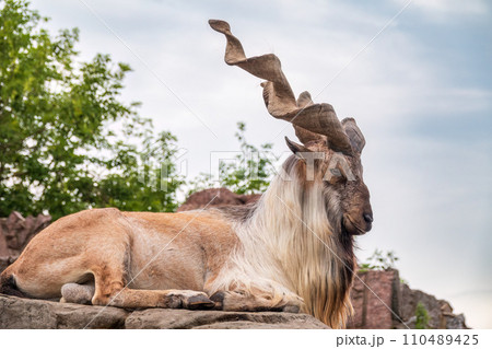 Markhor, Capra falconeri, wild goat native to Central Asia, Karakoram and the Himalayas standing on rock on blue sky background Markhor, Capra falconeri, wild goat native to Central Asia, Karakoram and the Himalayas standing on rock on blue sky background 110489425