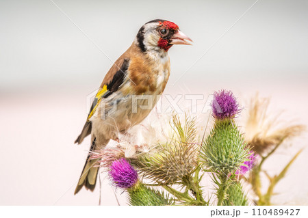 European goldfinch, feeding on the seeds of thistles. Carduelis carduelis. European goldfinch, feeding on the seeds of thistles. Carduelis carduelis. 110489427