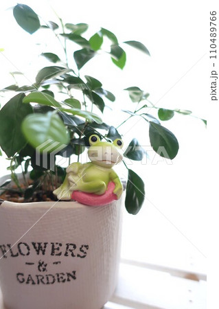 観葉植物とカエル 雑貨 観葉植物とカエル 雑貨 110489766