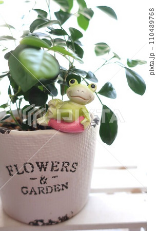 観葉植物とカエル 雑貨 観葉植物とカエル 雑貨 110489768