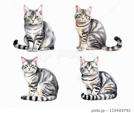 アメリカンショートヘアー（アメショ）の猫イラストのイラスト