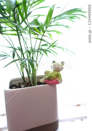 観葉植物とカエル 雑貨 観葉植物とカエル 雑貨 110489900