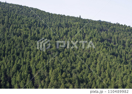 針葉樹の森　山林　エコイメージ　自然イメージ　イメージ素材　背景素材　紀伊山地　世界遺産の山 110489982