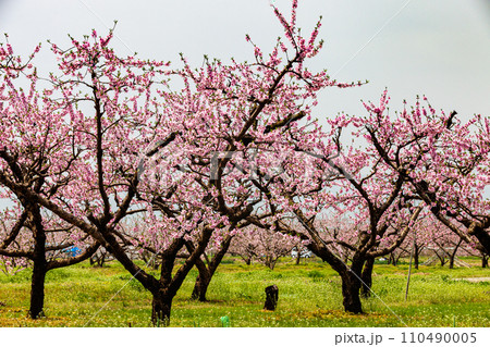 【福島県・桑折町】桃の花と残雪の吾妻連峰 4月 【福島県・桑折町】桃の花と残雪の吾妻連峰 4月 110490005