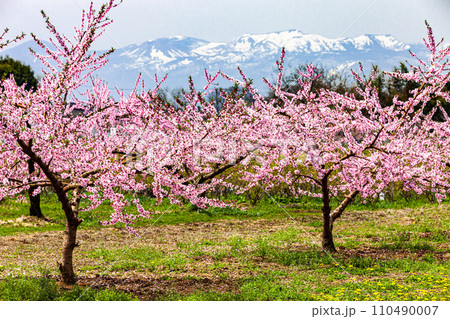 【福島県･桑折町】桃の花と残雪の吾妻連峰 4月 110490007
