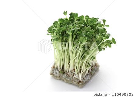 新鮮なかいわれ大根 110490205