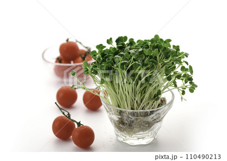 新鮮なかいわれ大根とプチトマト 110490213