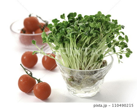 新鮮なかいわれ大根とプチトマト 110490215