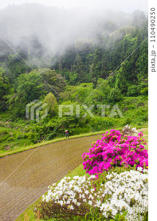 【新潟県･佐渡･豊岡棚田】青い海とツヅジ咲く棚田 5月 110490250