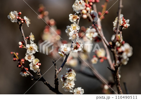 白雪は梅の小枝に花一輪、ふんわりかぶって凛と咲く 白雪は梅の小枝に花一輪、ふんわりかぶって凛と咲く 110490511