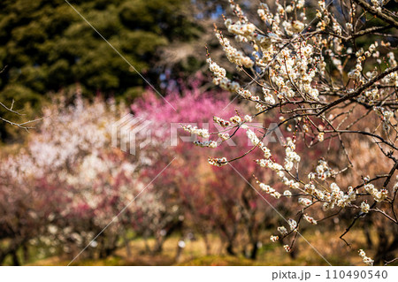 白雪は梅の小枝に花一輪、ふんわりかぶって凛と咲く 110490540