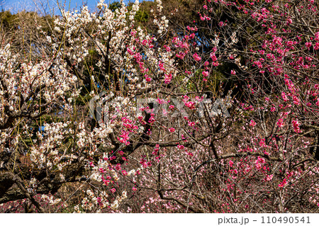 白雪は梅の小枝に花一輪、ふんわりかぶって凛と咲く 110490541