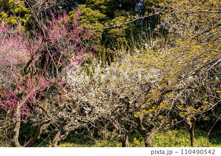 白雪は梅の小枝に花一輪、ふんわりかぶって凛と咲く 白雪は梅の小枝に花一輪、ふんわりかぶって凛と咲く 110490542