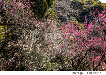 白雪は梅の小枝に花一輪、ふんわりかぶって凛と咲く 白雪は梅の小枝に花一輪、ふんわりかぶって凛と咲く 110490546