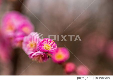 白雪は梅の小枝に花一輪、ふんわりかぶって凛と咲く 白雪は梅の小枝に花一輪、ふんわりかぶって凛と咲く 110490569
