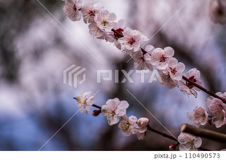 白雪は梅の小枝に花一輪、ふんわりかぶって凛と咲く 白雪は梅の小枝に花一輪、ふんわりかぶって凛と咲く 110490573