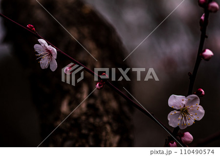 白雪は梅の小枝に花一輪、ふんわりかぶって凛と咲く 110490574