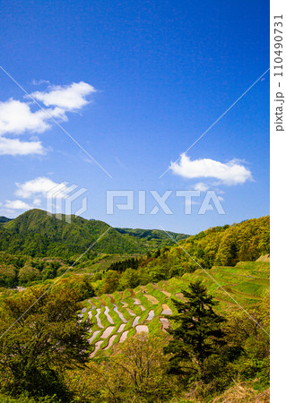 【新潟県･佐渡･小倉千枚田】急傾斜地に残る千枚田 5月 110490731