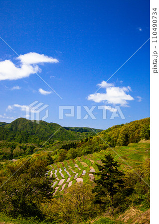 【新潟県･佐渡･小倉千枚田】急傾斜地に残る千枚田 5月 110490734