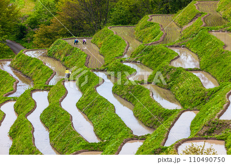 【新潟県･佐渡･小倉千枚田】急傾斜地に残る千枚田 5月 110490750