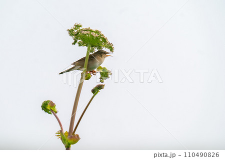 原生花園の草木にとまって囀っているシマセンニュウ 110490826