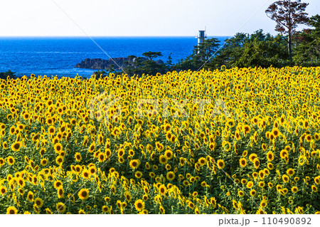 【新潟県_佐渡_尖閣湾】青い海とひまわり畑 7月 8月 【新潟県_佐渡_尖閣湾】青い海とひまわり畑 7月 8月 110490892