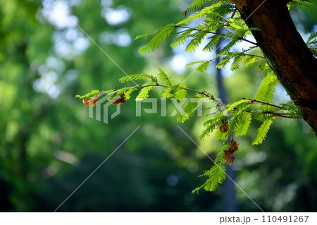 青々としたメタセコイア 110491267