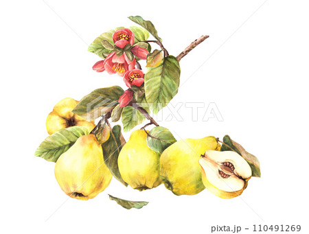 Watercolor painted yellow quince whole and cut fruits with flowers, buds and leaves hanging on a branch, trees Clipart illustration for your sticker, food or drink label. Isolated on white background. 110491269
