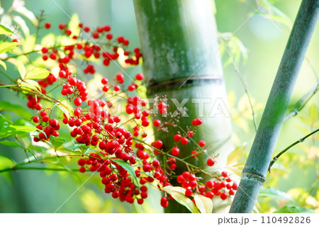 竹と南天 110492826