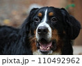 見つめる大型犬 110492962
