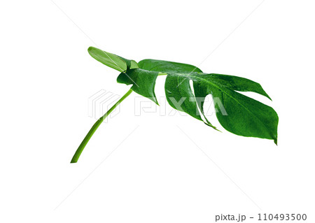 Green leaves pattern,leaf monstera with water drop isolated Green leaves pattern,leaf monstera with water drop isolated 110493500