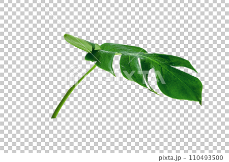 Green leaves pattern,leaf monstera with water drop isolated Green leaves pattern,leaf monstera with water drop isolated 110493500