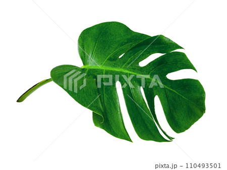 Green leaves pattern,leaf monstera with water drop isolated Green leaves pattern,leaf monstera with water drop isolated 110493501