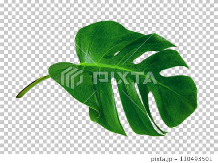 Green leaves pattern,leaf monstera with water drop isolated Green leaves pattern,leaf monstera with water drop isolated 110493501