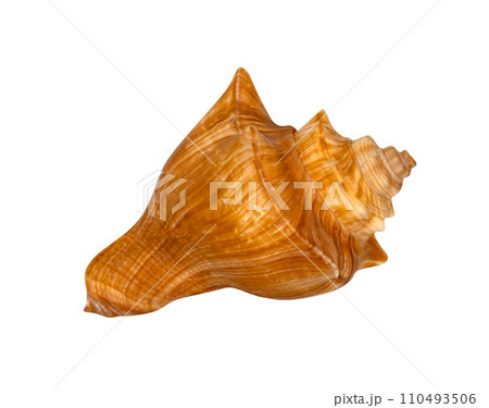 closeup brown seashell  isolated 110493506