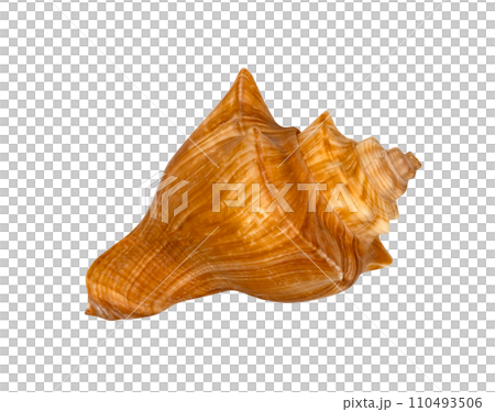 closeup brown seashell  isolated 110493506