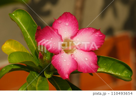 Close-up beautiful pink Adenium obesum is also known as the Desert Rose. It is blooming and there are drops of water on the flowers after rain in garden. 110493654