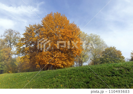 multicolored yellowing maple foliage during leaf fall multicolored yellowing maple foliage during leaf fall 110493683