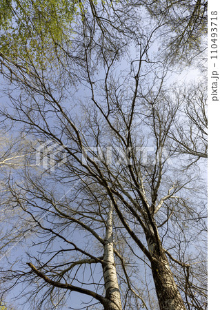 spring park with birch trees with the first green foliage spring park with birch trees with the first green foliage 110493718