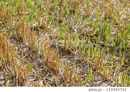 golden dry stubble on wheat in the field in summer 110493742
