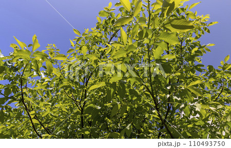 green foliage and new walnut fruits in spring green foliage and new walnut fruits in spring 110493750