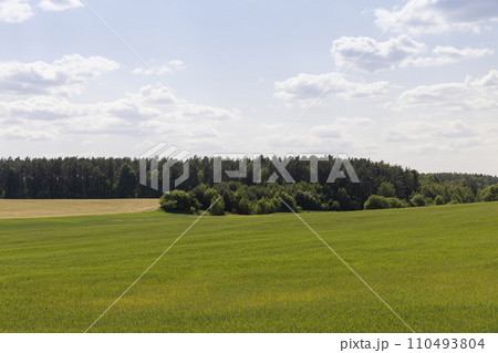 cereal growing business in eastern europe 110493804